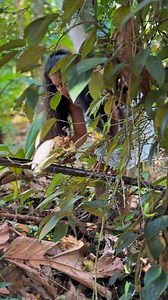 Turned These Seeds into Magic! 😍 | Easy & Tasty Breadnut Seeds Recipe 🌱🔥 #viralvideoシ #foryouシ #cooking #foodie #foryoupage #viralvideo #recipe #trendingvideo #cookwithmawee #fypシ゚ | Cook with mawee