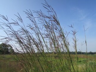 Big Bluestem