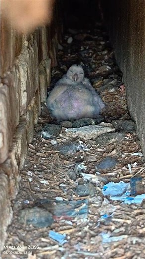 “Everyone is amazed to see these three baby owls!” 😍