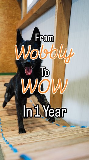 Have a look at Cashs amazing progress with Balancing on obstacles. 😎🔥 This is probably the toughest part for him since he had a very hard time controlling his hind legs due to an injury 2 years ago. Can't wait what the future will bring and what new challenges we will find for him. #parkourdog #hundetraining #ninjadog #topdog #parkour #tricktraining #hundeparadies #obstaclecourse #k9training #topdoggermany #balancing #strenghttraining | ParkourDog.at