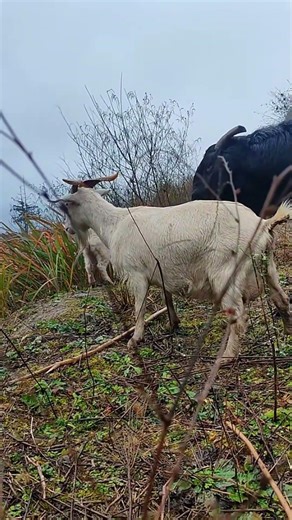 You Won’t Believe What This Goat Can Do68
