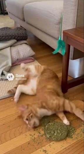 Watch This Cat's Crazy Catnip Adventure!