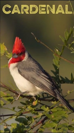 Canto de Cardenal 🐦 Sonido Relajante de la Naturaleza