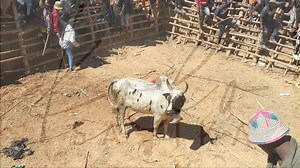 Anaran'omby : #Batsiray Savika Firaisambe teo #Vohitrarivo 27-08-24 Ankafizo ary miaraka amin'ny hiran'i #MALAMA_SAMBORINA fa mba nangataka izy hoe mba alefaso amin'ny savika ato ity hira ity . Mirary soa Malama Samborina 👊😉 | Kolo-Savika