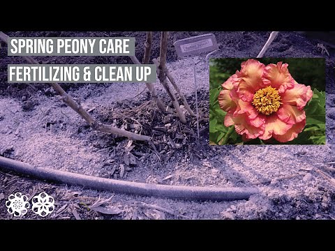 Spring Peony Care-Fertilizing and Clean Up