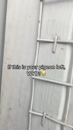 #racingpigeons #pigeon #pigeons #hawk #pigeonracing #breeding #birds | Jailoft