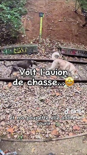 Volt, le lévrier extraordinaire en pleine course