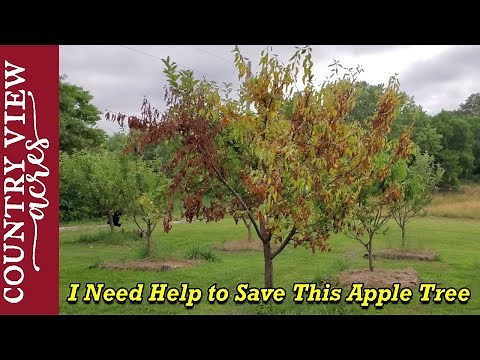One of best apple trees is dying, I may need your help to save it.
