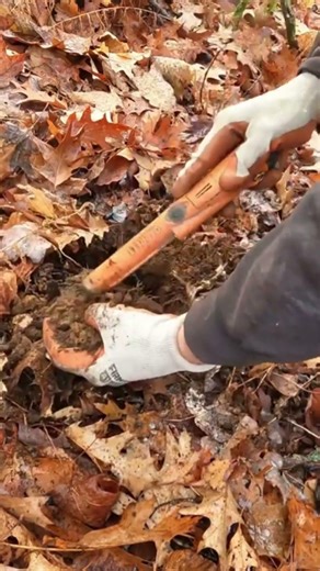 Short #210 - Buckle in. Metal Detecting with the Nokta Makro Simplex. #metaldetecting