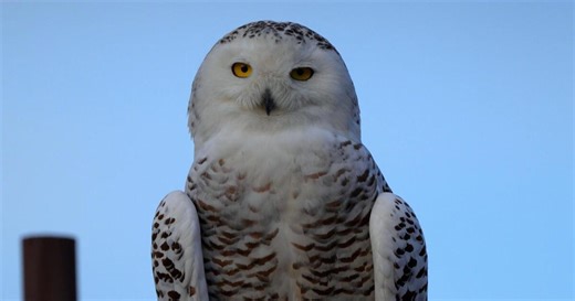 SoCal Snowy Owl