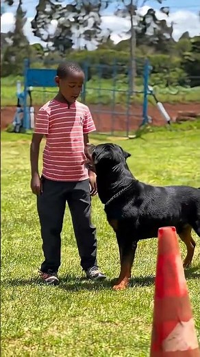 basic training for Rottweiler #rottweiler #dogtraining #puppy #rottweilerpuppy
