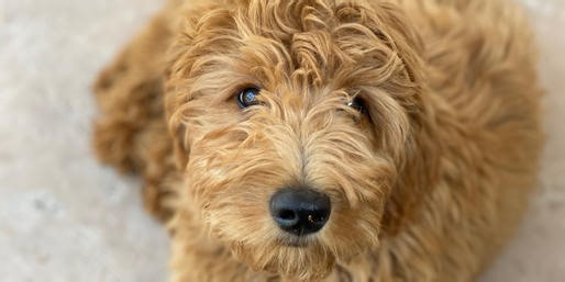 What Are These Crossbreed Dogs?