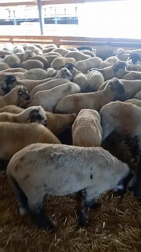 Life Inside a Barn: Exploring Group Dynamics of Sheep