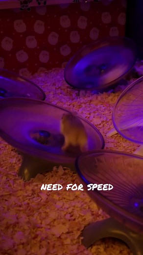 #hamsterrave #LIVE