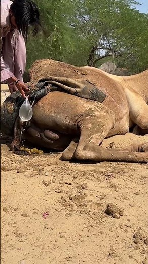 لقطة رائعة لصبيٍ يلعب بالبالونات خلف جمله تحت حرِّ الشمس في الصحراء