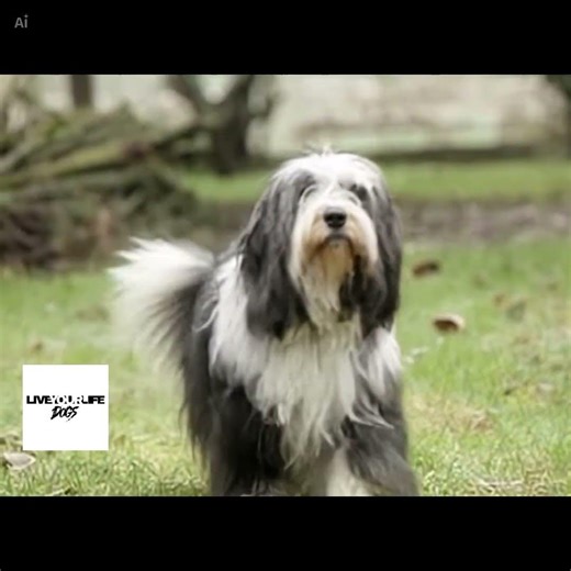 Fun Facts Bearded Collie #viral #dogbreed #trending #nature #dogs #wildlife #animals #dogtype