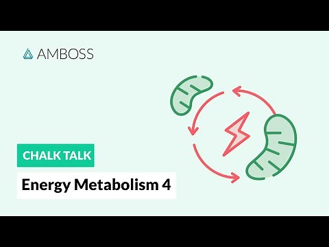 Energy Metabolism - Part 4: Fatty Acids & Carnitine Transporter