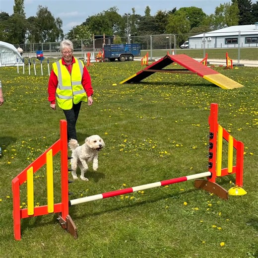 3.2K views | All About Dogs Show on Reels | Facebook