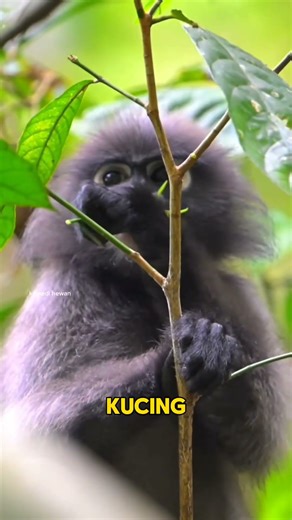 The Forest Looks Wild, But It's Super Orderly! Here's the Secret of Its 5 Layers 🌳#shorts