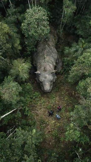 Drone Footage Shows Massive Unknown Creature Moving Beneath Jungle Canopy