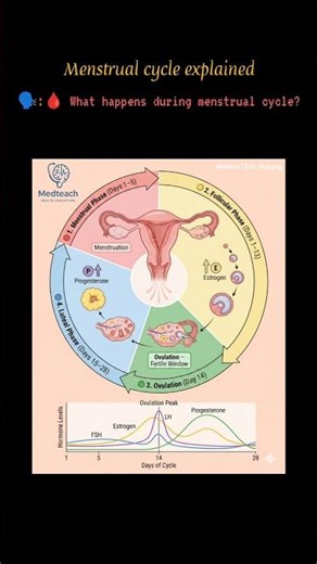 Phases of Menstrual Cycle Explained | Simple & Medical #youtubeshorts #medicalshorts