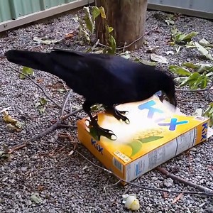 ✨Common Ravens like Loki are some of the smartest animals in the world! So what do they do for fun?✨ Providing incredibly intelligent animals with a mental challenge is important to keep them happy and engaged, so their enrichment focuses on puzzle solving and foraging activities! Loki loves to tear apart enrichment and find the treats hidden within! Eggs, meat and fruit are all favorites, but the king of enrichment snacks is peanuts! Once Loki finds a peanut, he gets to enjoy figuring out how t