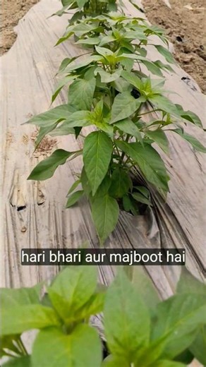 Scientific cultivation of chilli | Chilli Farming #shortsvideos