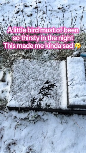 Frozen Water Trough: A Sad Morning for Birds