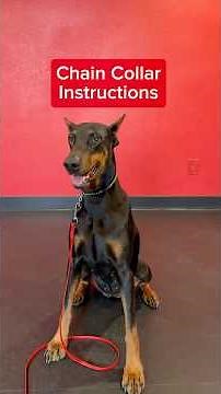 How to put on a Herm Sprenger Chain Collar featuring Dutchess the Doberman.