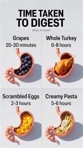 How Long Foods Take to Digest Digestion Time Comparison #health #shorts