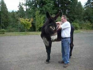 Training Donkeys