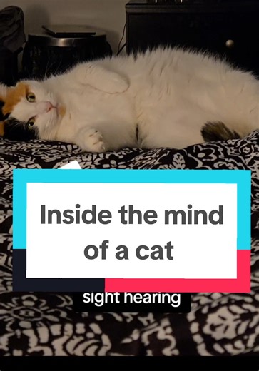 Inside the Mind of a Cat: Dashi's Insights