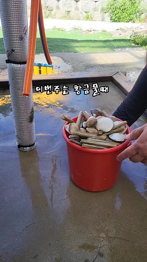 태안 청포대해수욕장에서의 황금물때