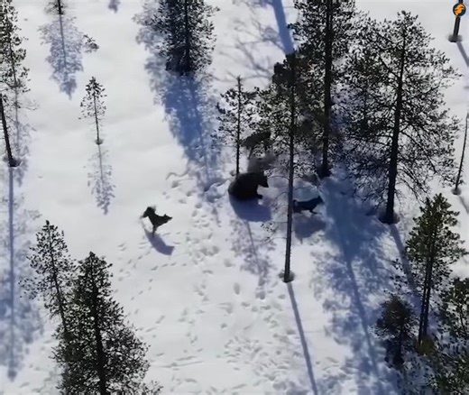 7.6K views · 93 reactions | The Juvenile Bear was immature when confronted by a pack of hunting dogs #animals #animalsattack #hunting #wildlife #wildlifephotography #animalswildlife | ABMCI Mission Bouaké | Facebook