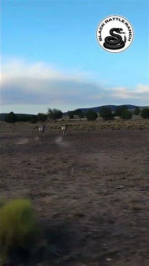 Pronghorn Antelope in the Arizona High Desert #conservation #wildlife #offgridliving #pronghorn