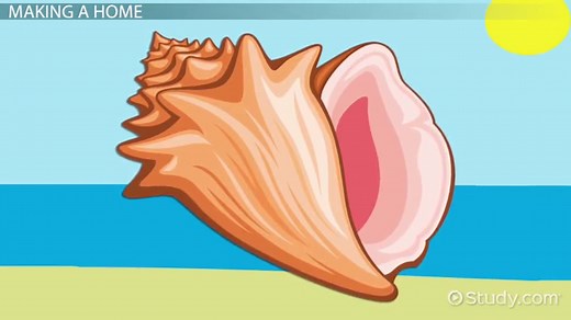 Island in Lord of the Flies | Map, Analysis & Quotes