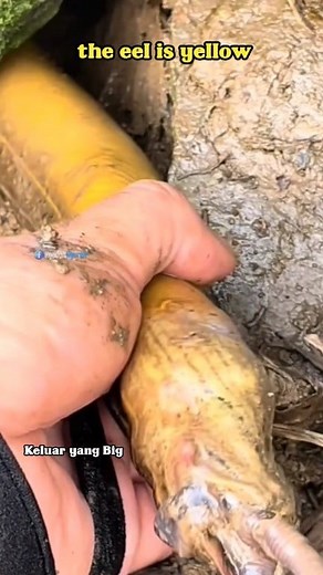 Get big yellow eel #Fishing #Mancing #Eelfishing #Mancingbelut | Ngadon Ngurek