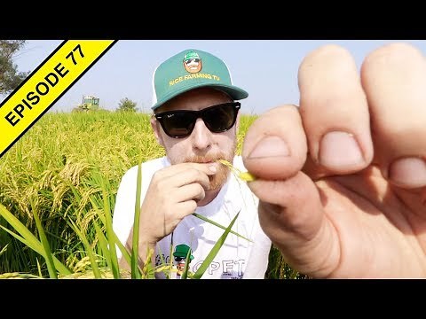 How Much Rice Can One Plant Produce?!