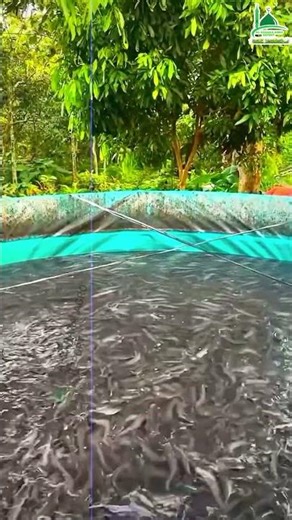 Magur fish are being farmed using the biofloc method in tanks made of huge tarpaulin.