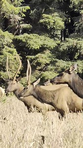3.6K views · 44 reactions | 歷 Elk Sighting Alert – Orick, California!...