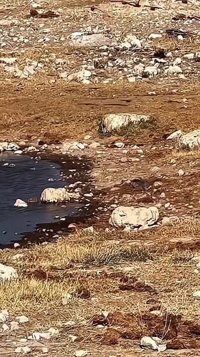 Animal file | Journeys 999