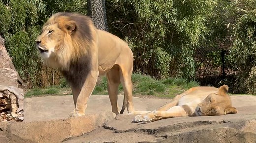 Something to ROAR about! Zoo memberships are on SALE through April 30th! https://cincinnatizoo.org/membership/ | Cincinnati Zoo & Botanical Garden