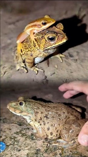 Catch the funny frog slow motion | slow motion funny | Epic Frog Catching Adventure funny