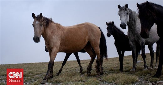 Πάνω από 100 άγρια άλογα ζουν στην Αττική - Πώς αναπτύχθηκε το κοπάδι