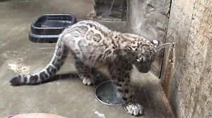 31K views · 1.1K reactions | ICYMI: #WaterWednesday courtesy of Cleveland Water Watch baby Snow Leopard Sameera having a ball during water playtime! | Cleveland Metroparks Zoo | Facebook