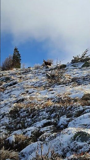 le cri d'alarme du chamois