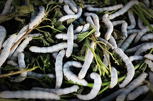 Life Cycle of a Silkworm: From Tiny Eggs to Silken Threads - Animal Hype
