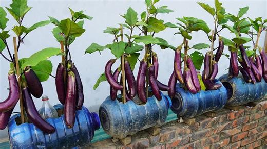 Simple tips for growing eggplant on the balcony Tips in the US and Europe | H&H Gardening Tips