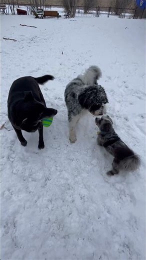 Ollie Happy Craig Tobi and fresh snow #doggydaycare