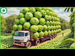 155 Most Satisfying Agriculture Technology ► Harvest and Processing Taiwan Guava | Heavy Machinery